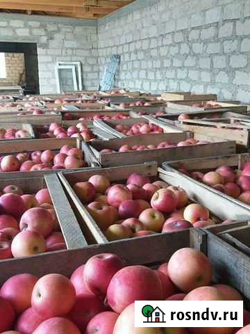 Яблоки Баксаненок - изображение 1