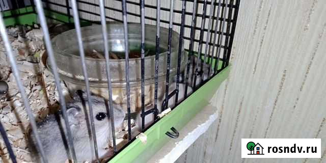 Джунгарский хомяк Краснодар - изображение 1