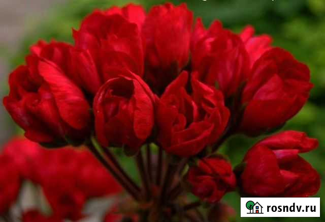 Тюльпановидная пеларгония Владикавказ - изображение 1