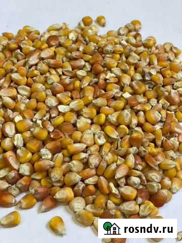 Кукуруза зерно Маркс - изображение 1