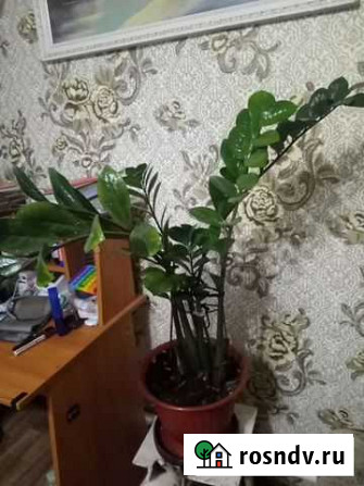 Замиокулькас Воронеж - изображение 1