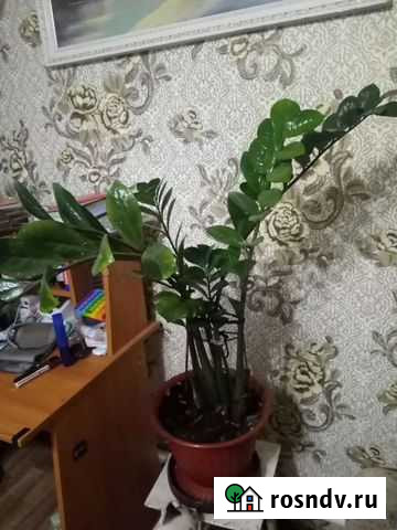 Замиокулькас Воронеж - изображение 1