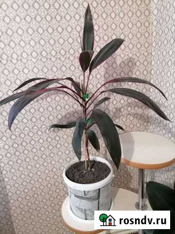 Комнатные цветы Лабинск - изображение 1