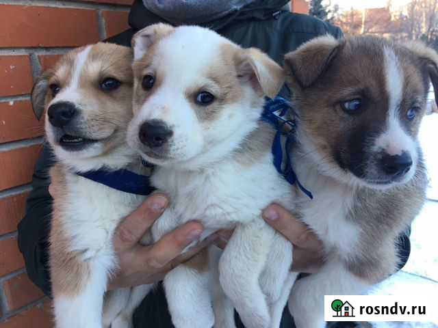 Шенки Три богатыря Казань - изображение 1