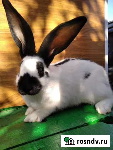 Кролики: нзк, калифорния, фландеры, строкачи, бара Марьянская - изображение 1