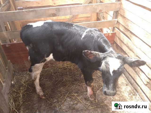 Продам бычков, 1 год и два месяца, второй бычок 6 Шуя - изображение 1
