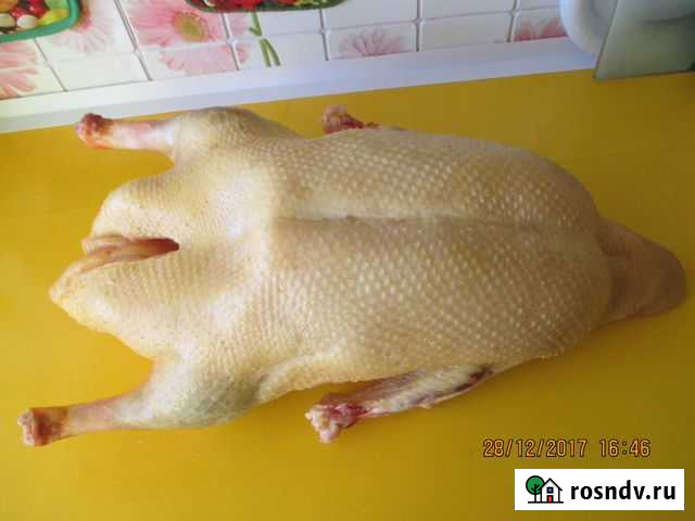 Продажа тушек гусей,индоуток, кур и индеек Лабинск - изображение 1