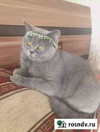 Британская кошка Kitty Краснодар