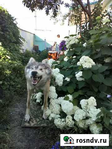 Чучело Волка Пенза - изображение 1