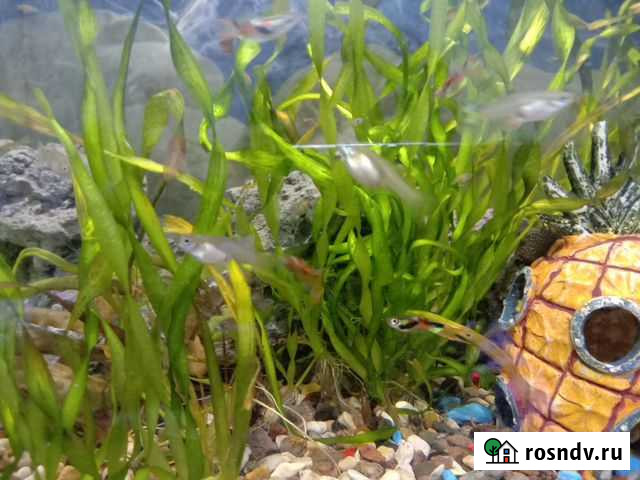 Аквариумные рыбки гуппи Раменское - изображение 1