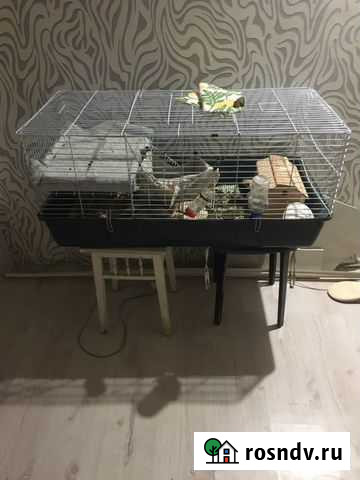 Клетка и морские свинки Подольск - изображение 1