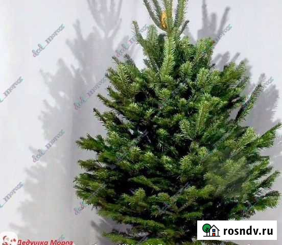 Пышная пихта Нордан с доставкой ЛМС - изображение 1