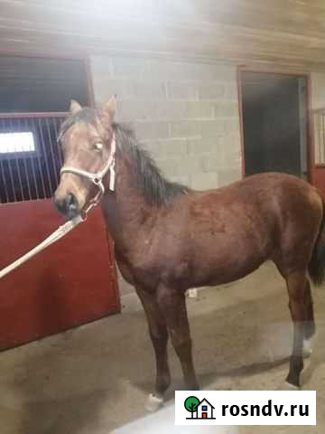 Жеребята Вешенская - изображение 1