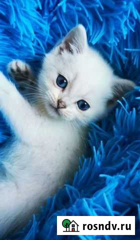 Котята Британской шиншиллы пойнт Самара - изображение 1