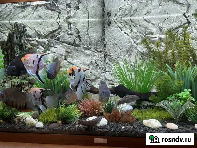 Аквариум Juwel Симферополь - изображение 1