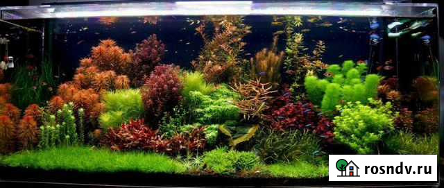 Запуск, оформление, обслуживание аквариумов Брюховецкая - изображение 1