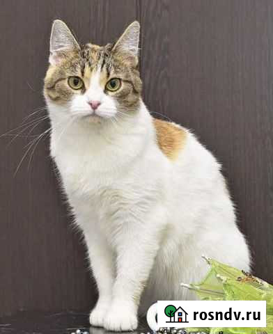 Кошка Ильинское - изображение 1