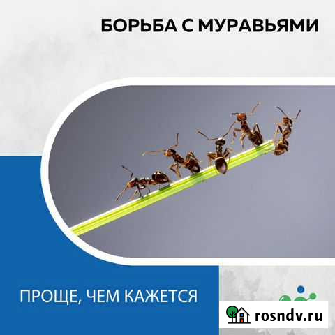 Обработка от муравьёв Нефтекамск - изображение 1