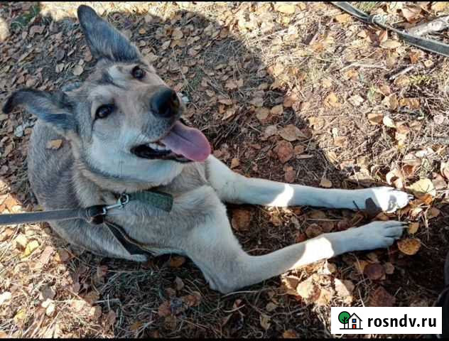 Собака в добрые руки Москва - изображение 1