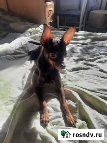 Мини той-терьер Екатеринбург - изображение 1