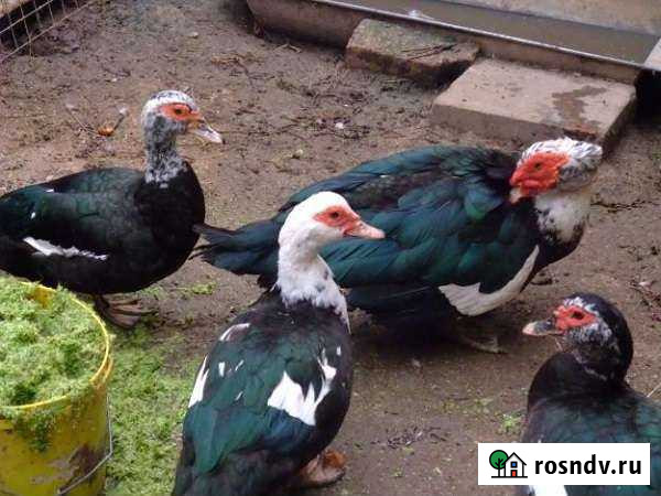 Утки Туапсе - изображение 1