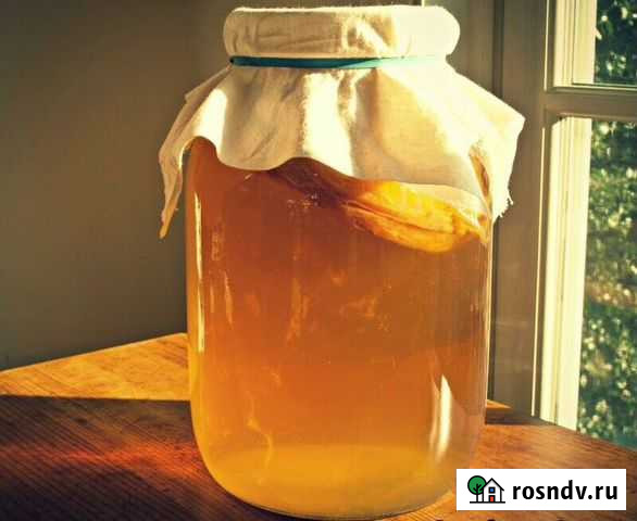 Чайный гриб Комбуча Железногорск - изображение 1