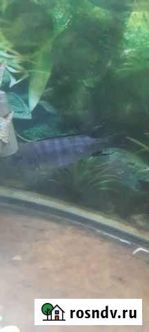 Аквариумные рыбки цихлиды Коломна - изображение 1