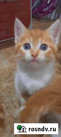 Котята мейн-кун продажа Чехов - изображение 1