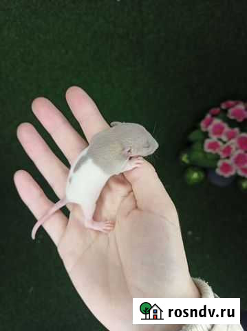 Декоративные крысята Краснодар - изображение 1