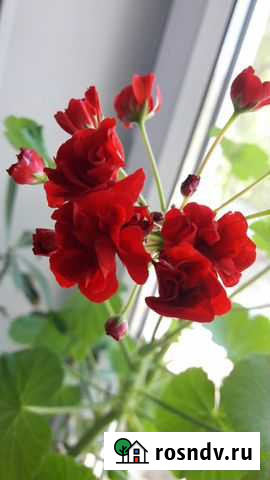 Герань пеларгония розебудная Астрахань - изображение 1