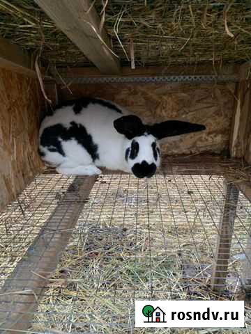 Продажа кроликов Климовск - изображение 1