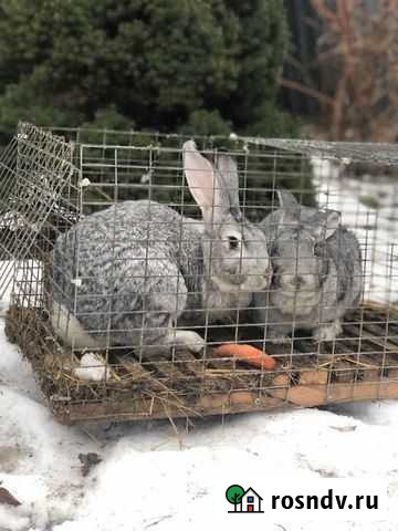 Кролики Казань - изображение 1