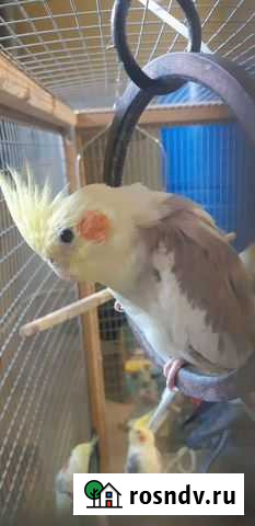 Попугай корелла Ростов-на-Дону - изображение 1