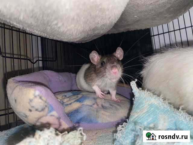 Крыса Мальчик 3мес Ростов-на-Дону - изображение 1