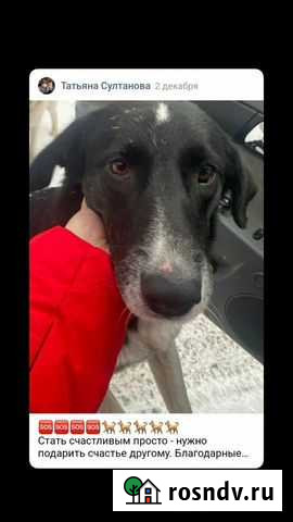 Собака в добрые руки Самара - изображение 1