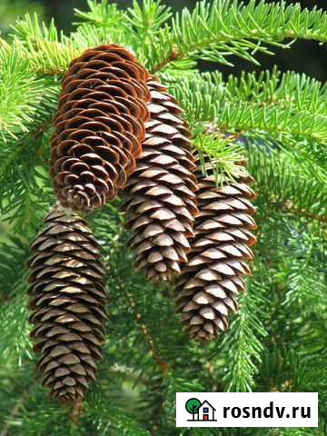 Шишки еловые Оренбург - изображение 1