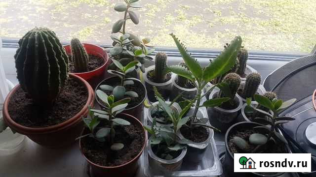 Толстянка, кактусы, каланхоэ Белгород - изображение 1