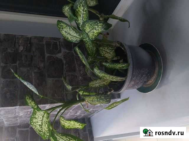 Комнатные цветы Новороссийск - изображение 1