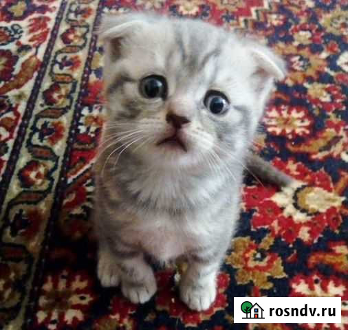 Шотландский вислоухий мраморенок Елец - изображение 1