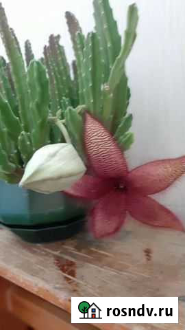 Стапелия, бальзамин махровый малиновый,розовый,тол Санкт-Петербург - изображение 1