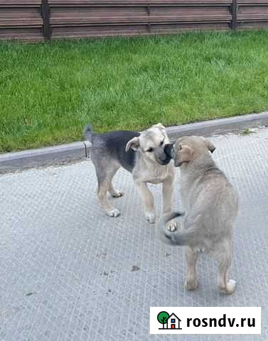 Лакки Щенок Истра - изображение 1