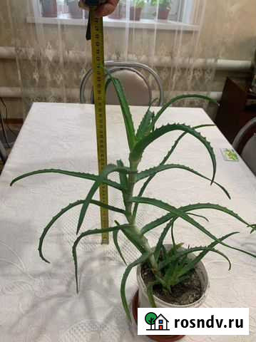 Алоэ Казань - изображение 1