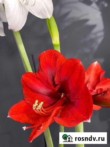 Гиппеаструмы разные Симферополь - изображение 1