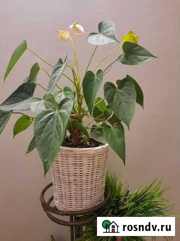 Кашпо под цветы плетеное Астрахань - изображение 1