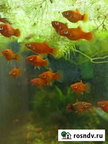 Рыба Тихорецк - изображение 1