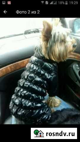 Вязка Йоркширский терьер Клинцы - изображение 1