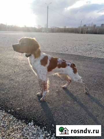 Бритонский эпаньол Волгоград - изображение 1