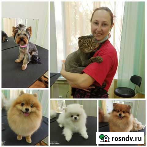 Стрижки животных. Груминг Заволжье - изображение 1