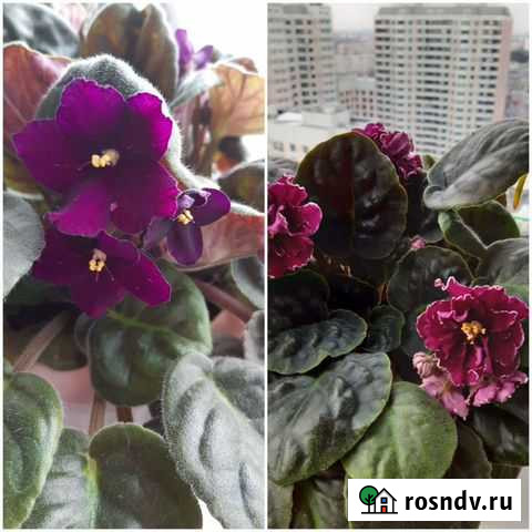 Фиалки Москва - изображение 1