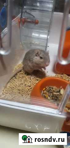 Песчанка Подольск - изображение 1